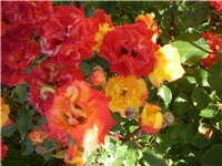 13a45880-Picture 216.jpg